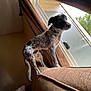 dog, indoor, window, couch, curious, black_and_white, pet, animal, furniture, living_room, daylight, tree, car, leisure, domestic, canine, side_view, standing, looking_out, home