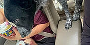 Mars joined the competition — help win amazing prizes! dog, vehicle_interior, ice_cream, drink, person, seat, leash, cup, food, center_console, car_seat, casual, summer, hand, treat, thirsty, black_and_white_dog, red_harness, ice, relaxed