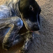 Mars joined the competition — help win amazing prizes! dog, pet, lying_down, carpet, black_face, speckled_legs, cute, animal, domestic_animal, fur, paw, close_up, indoors, playful, resting, young_dog, canine, looking_up, tongue_out, texture