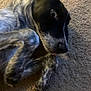 dog, pet, lying_down, carpet, black_face, speckled_legs, cute, animal, domestic_animal, fur, paw, close_up, indoors, playful, resting, young_dog, canine, looking_up, tongue_out, texture