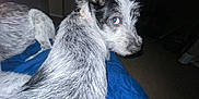Venus is registered to the contest to win money with this photo: dog, pet, animal, black_and_white, fur, indoor, blanket, bed, looking_back, canine, companion, two_dogs, close_up, curious, portrait, domestic_animal, furry, indoor_lighting, resting, blue_blanket