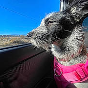 Venus is registered to the contest to win money with this photo: dog, black_and_white, pink_harness, side_profile, car_interior, window, blue_sky, sunlight, outdoor, animal, pet, fur, ears, snout, collar, daytime, nature, road_trip, looking_out, close_up