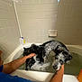 Venus is registered to the contest to win money with this photo: bathtub, dog, cat, bath, wet, person, animal, indoor, tile_wall, water, pets, holding, black_cat, mixed_breed_dog, white_and_black_dog, funny_expression, confused_cat, bath_time, human_arm, domestic