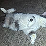 Gg is registered to the contest to win money with this photo: cat, sleeping, fluffy, white, gray, carpet, pet, relaxed, domestic_animal, feline, indoor, cute, resting, paw, fur, animal, lying_down, cozy, content, sleep