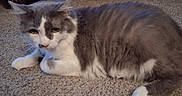 Gg is registered to the contest to win money with this photo: cat, gray, white, fur, carpet, indoor, furniture, wooden, pet, animal, laying, relaxed, cute, whiskers, ears, paws, tail, closeup, mammal, domestic