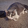 Gg is registered to the contest to win money with this photo: cat, gray_cat, white_cat, carpet, indoor, pet, animal, fur, whiskers, ears, paws, toes, human, floor, closeup, laying_down, looking, mammal, cute, domestic_animal