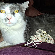 Gg joined the competition — help win amazing prizes! cat, yellow_eyes, gray_fur, white_fur, close_up, pet, indoor, resting, yarn, string, human_lap, feline, whiskers, pink_nose, curious, animal, domestic_cat, soft_fur, portrait, relaxed