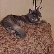 Lovebug is registered to the contest to win money with this photo: cat, fluffy, gray, cushion, patterned, indoor, pet, feline, relaxed, resting, fur, animal, home, wall, cord, device, ears, tail, lying_down, looking