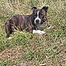 Togo participe au concours pour gagner de l'argent avec cette photo : dog, brindle, grass, outdoor, sunlight, nature, animal, pet, lying_down, canine, field, wild_grass, relaxed, daytime, mammal, ears, snout, white_paws, brown, greenery