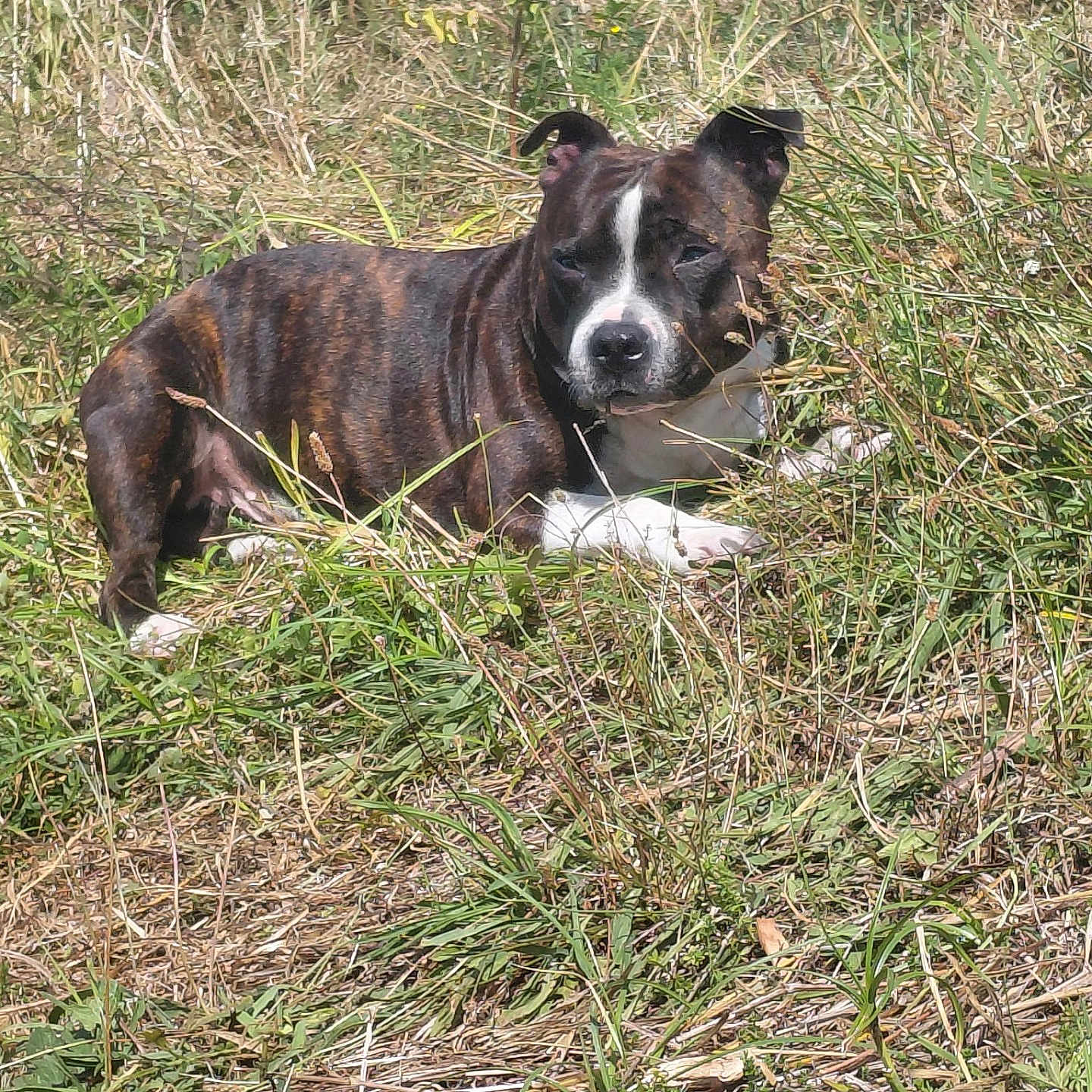 Togo participe au concours pour gagner de l'argent avec cette photo : dog, brindle, grass, outdoor, sunlight, nature, animal, pet, lying_down, canine, field, wild_grass, relaxed, daytime, mammal, ears, snout, white_paws, brown, greenery