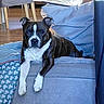 Togo a rejoint le concours — aidez-le/la à gagner de superbes lots ! dog, couch, indoor, pet, relaxed, brown, white, fur, ears, face, paws, blanket, cardboard_box, wooden_floor, furniture, home, living_room, person_leg, table, curious