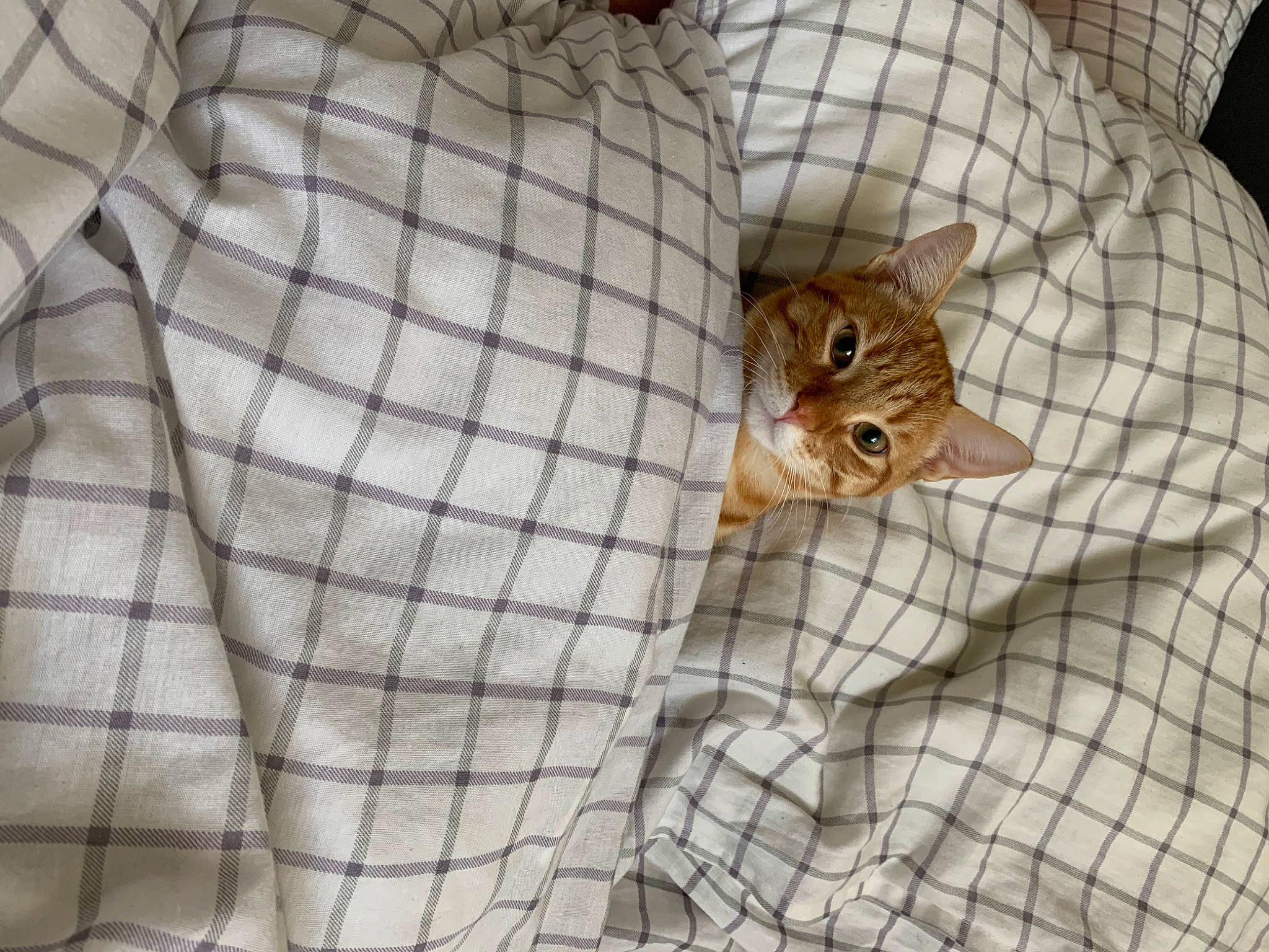 Souky participe au concours pour gagner de l'argent avec cette photo : animal_shelter, cage, canidae, domestic_short_haired_cat, fawn, felidae, flooring, fur, linens, mesh, net, pattern, perching_bird, pet_supply, rodent, room, small_to_medium_sized_cats, tail, terrestrial_animal, whiskers