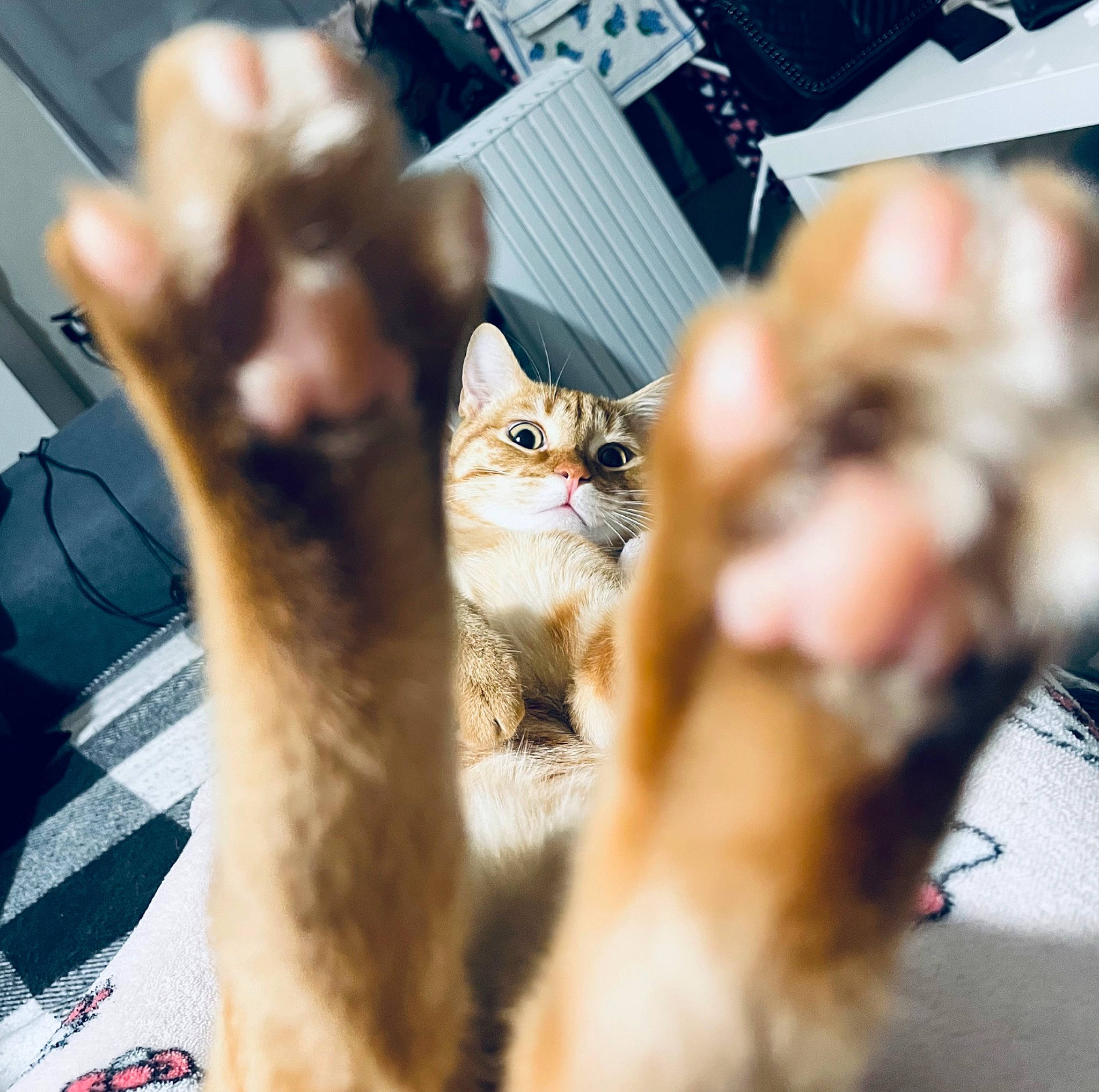 Souky a rejoint le concours — aidez-le/la à gagner de superbes lots ! carnivore, cat, claw, domestic_short_haired_cat, fawn, felidae, fur, mammal, paw, photo_caption, small_to_medium_sized_cats, snout, tail, tree, vertebrate, whiskers, wood