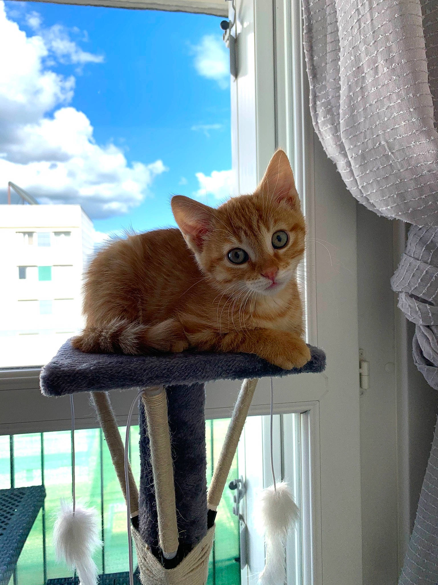 Souky participe au concours pour gagner de l'argent avec cette photo : building, carnivore, cat, cat_supply, chair, cloud, curtain, domestic_short_haired_cat, fawn, felidae, fur, interior_design, room, sky, small_to_medium_sized_cats, tail, vertebrate, whiskers, window, wood