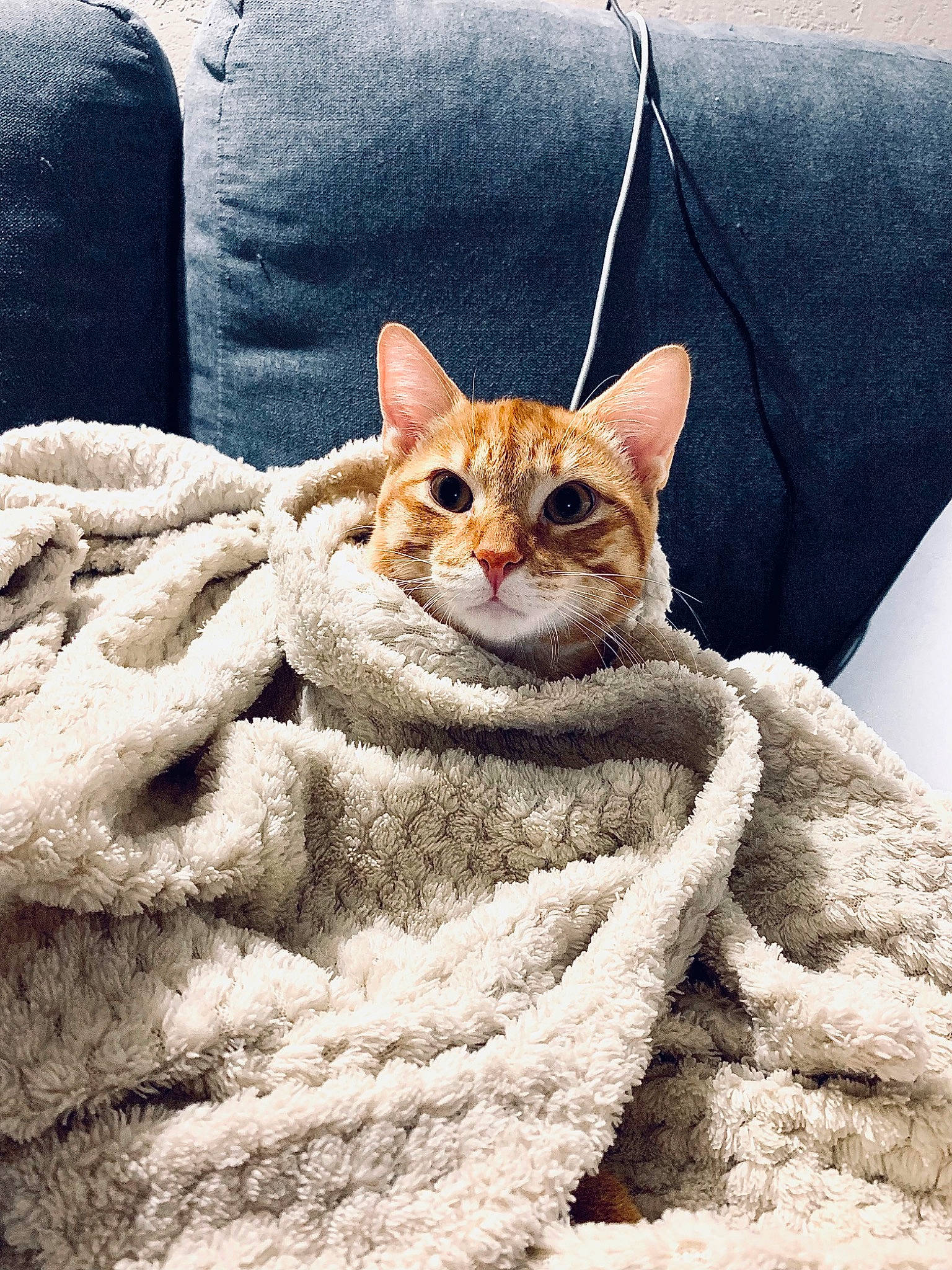 Souky a rejoint le concours — aidez-le/la à gagner de superbes lots ! bedding, carnivore, cat, comfort, domestic_short_haired_cat, eye, fawn, felidae, fur, grey, linens, paw, sitting, small_to_medium_sized_cats, snout, tail, textile, thread, whiskers, white