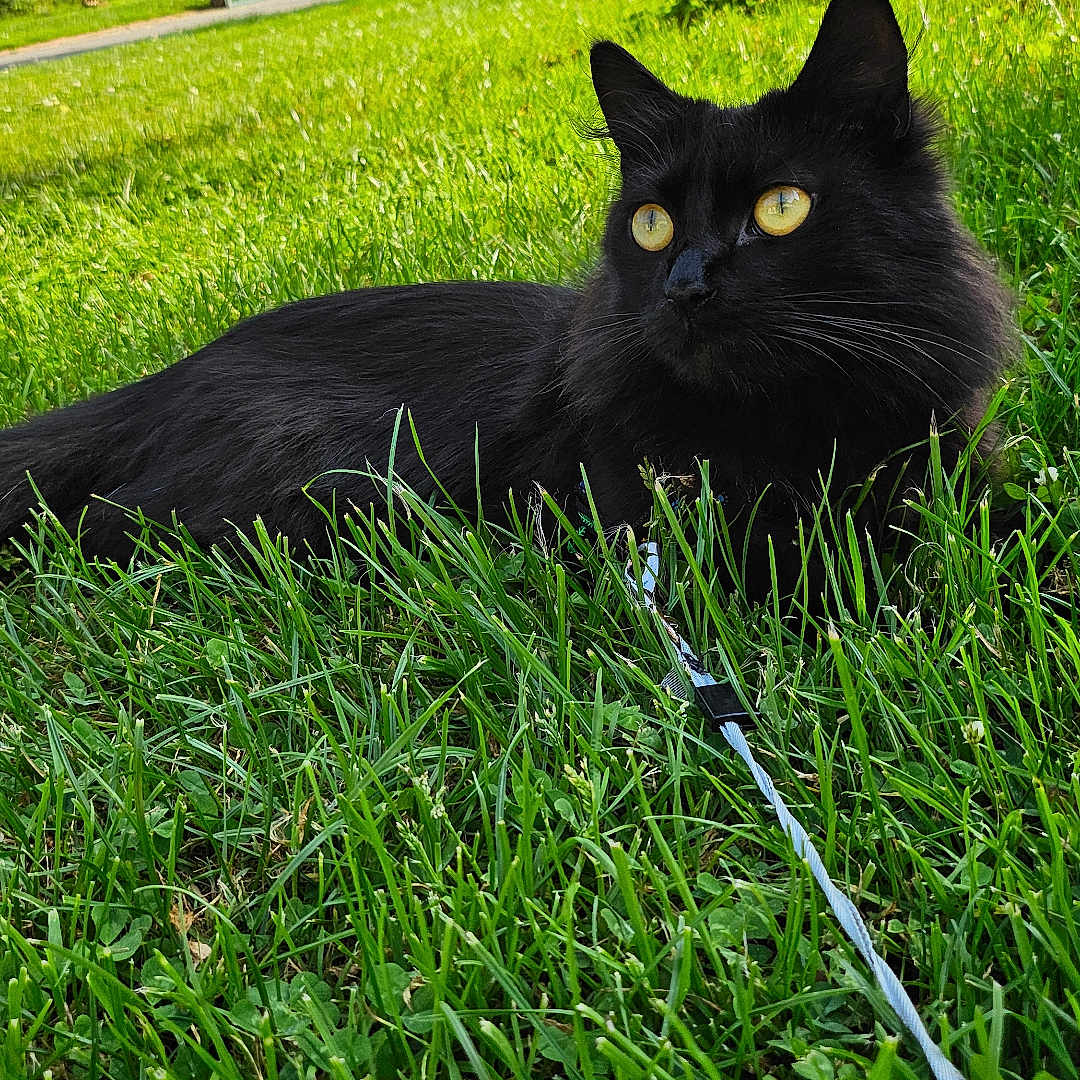 Simba participe au concours pour gagner de l'argent avec cette photo : animal, black_cat, cat, close_up, daytime, domestic_animal, feline, garden, grass, greenery, house, leash, nature, outdoor, pet, relaxed, suburban, sunny, tree, yellow_eyes
