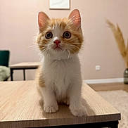 Abu participe au concours pour gagner de l'argent avec cette photo : cat, kitten, orange_and_white, pet, animal, sitting, portrait, wide_eyed, indoors, living_room, coffee_table, furniture, wood, carpet, wall, light_switch, ears, whiskers, paws, cute