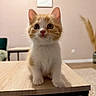 cat, kitten, orange_and_white, pet, animal, sitting, portrait, wide_eyed, indoors, living_room, coffee_table, furniture, wood, carpet, wall, light_switch, ears, whiskers, paws, cute