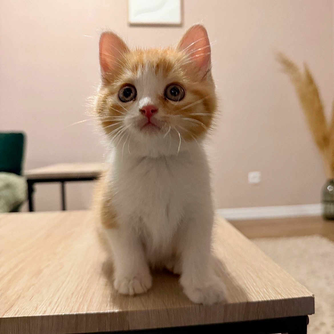 Abu