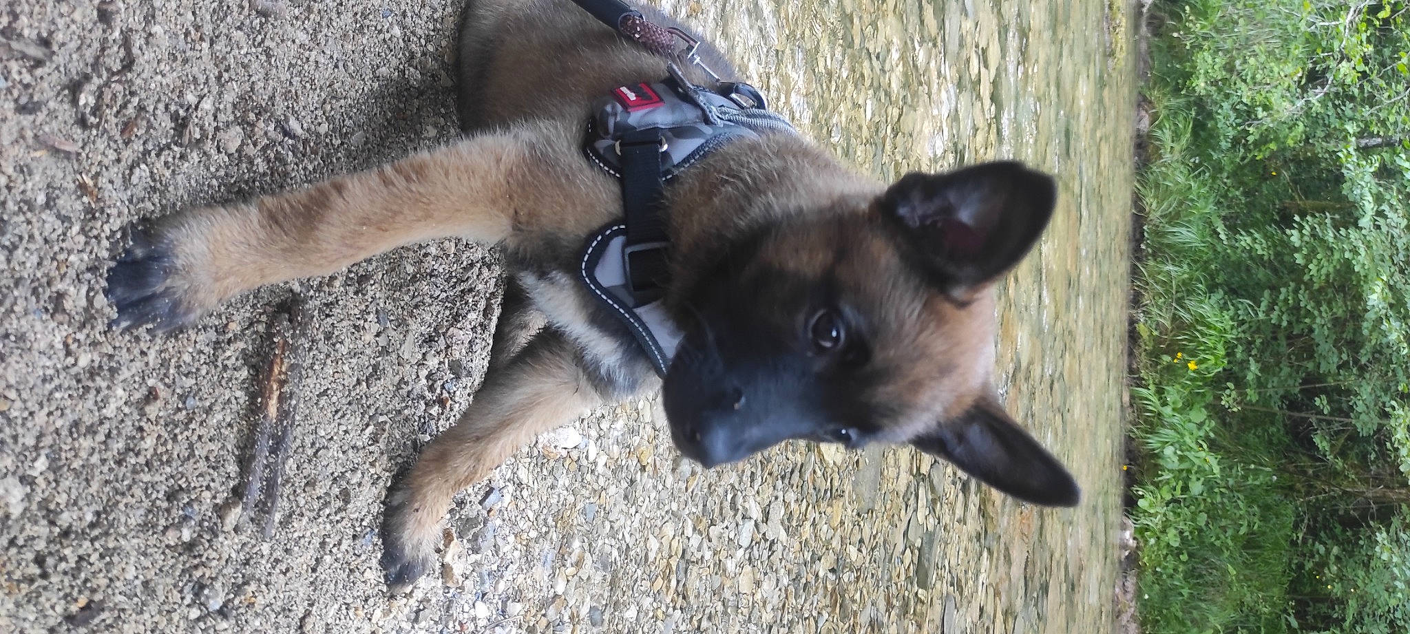 Odin a rejoint le concours — aidez-le/la à gagner de superbes lots ! biting, canidae, carnivore, collar, companion_dog, dog, dog_breed, fawn, fur, german_shepherd_dog, old_german_shepherd_dog, plant, snout, sporting_group, terrestrial_animal, working_animal, working_dog