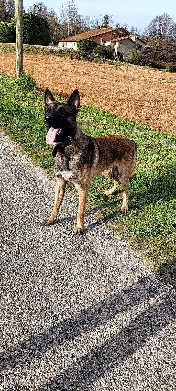 Odin a rejoint le concours — aidez-le/la à gagner de superbes lots ! asphalt, canidae, carnivore, collar, dog, dog_breed, dog_supply, fawn, foot, german_shepherd_dog, grass, herding_dog, plant, road, road_surface, snout, sporting_group, tail, working_animal, working_dog