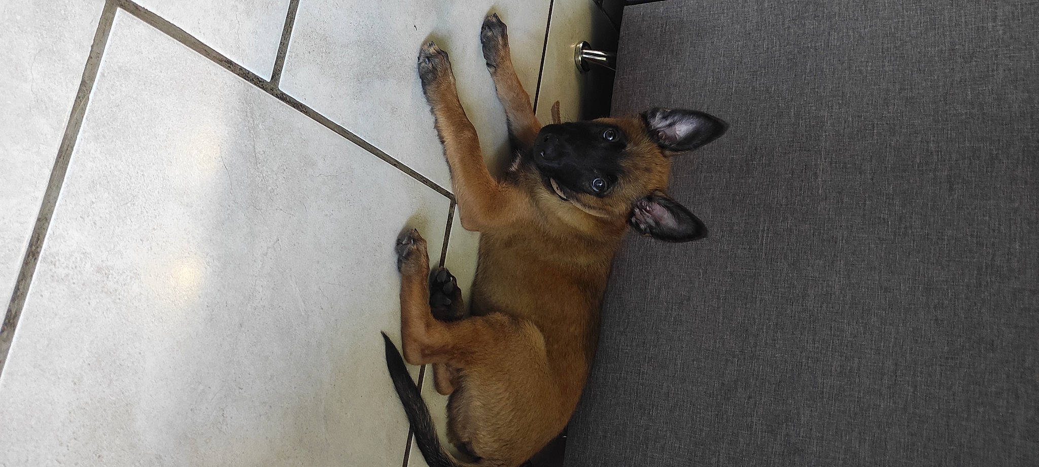 Odin participe au concours pour gagner de l'argent avec cette photo : carnivore, companion_dog, dog, dog_breed, ear, fawn, floor, flooring, guard_dog, hardwood, liver, paw, snout, sporting_group, tail, terrestrial_animal, toy_dog, whiskers, working_animal, working_dog