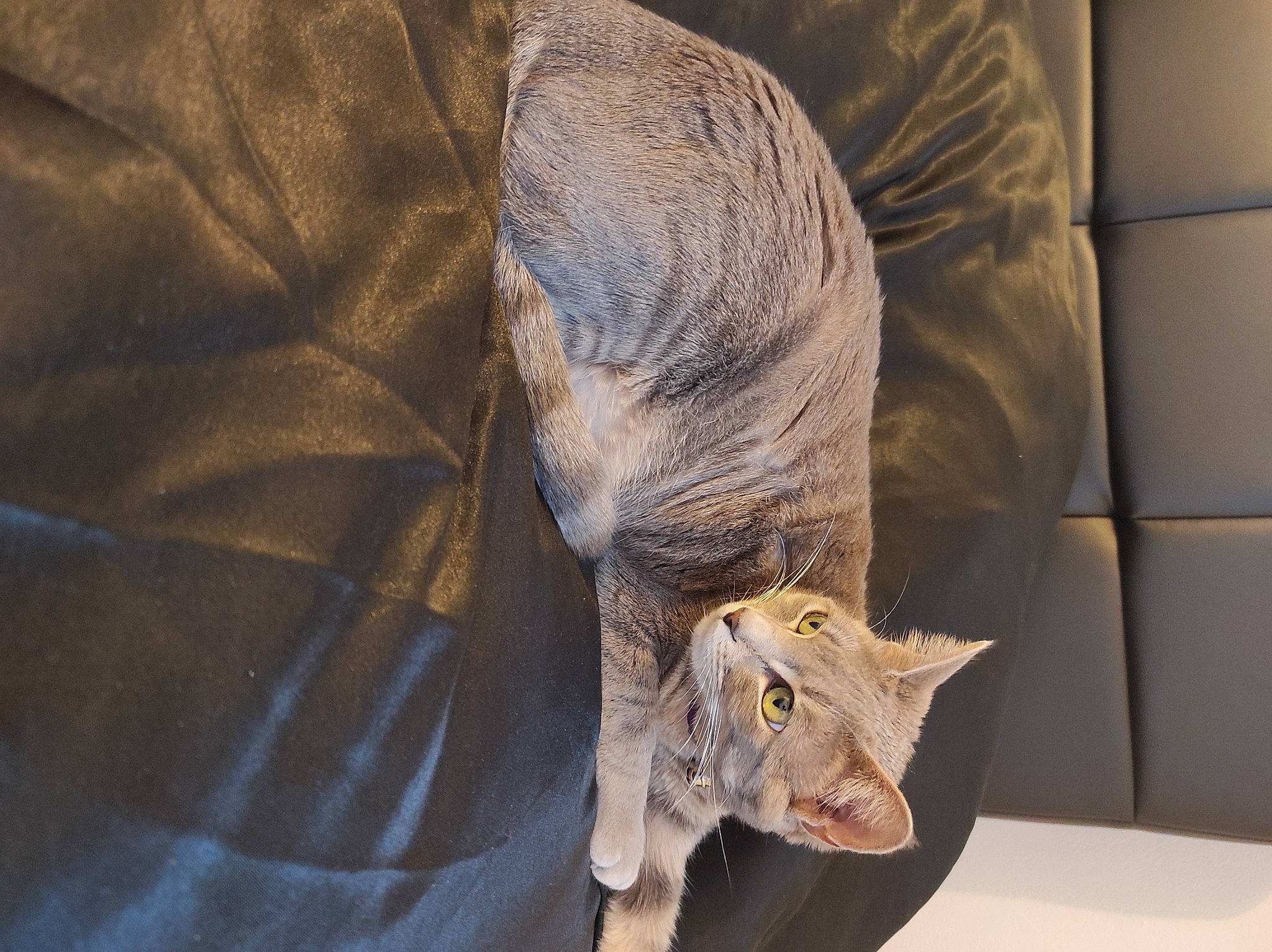 Cristal a rejoint le concours — aidez-le/la à gagner de superbes lots ! art, carnivore, cat, claw, comfort, domestic_short_haired_cat, ear, fawn, felidae, fur, grey, linens, sculpture, small_to_medium_sized_cats, snout, tail, whiskers, wildlife, window, wrinkle