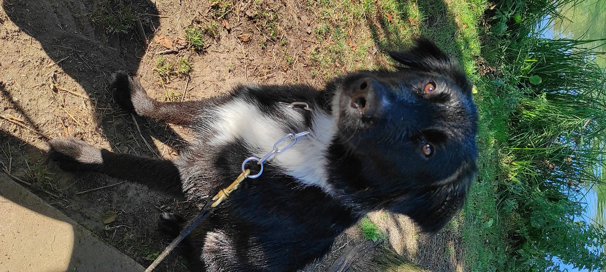 Taz participe au concours pour gagner de l'argent avec cette photo : american_black_bear, bear, canidae, carnivore, dog_breed, fur, grass, mammal, plant, snout, sporting_group, tail, terrestrial_animal, whiskers, working_animal, working_dog, zoo