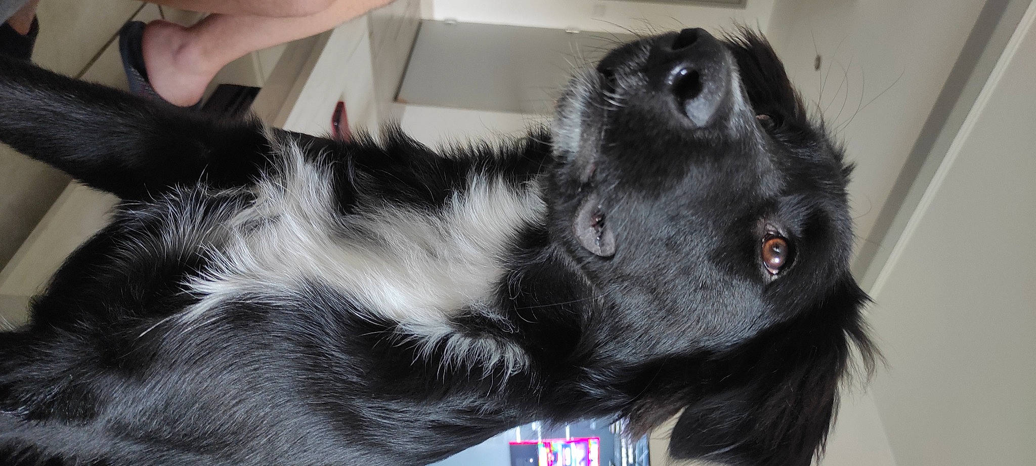 Taz participe au concours pour gagner de l'argent avec cette photo : canidae, carnivore, claw, collar, companion_dog, dog, dog_breed, dog_collar, ear, foot, fur, gesture, liver, paw, snout, sporting_group, tail, terrestrial_animal, whiskers, working_animal