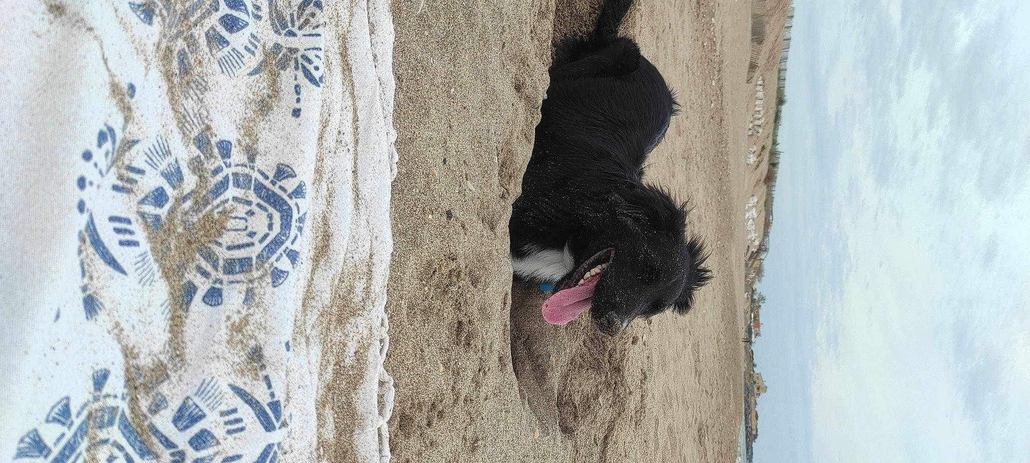 Taz participe au concours pour gagner de l'argent avec cette photo : art, beach, canidae, carnivore, dog, dog_breed, foot, fun, fur, human_leg, pattern, plant, sand, shadow, sky, soil, sporting_group, tail, tree, visual_arts
