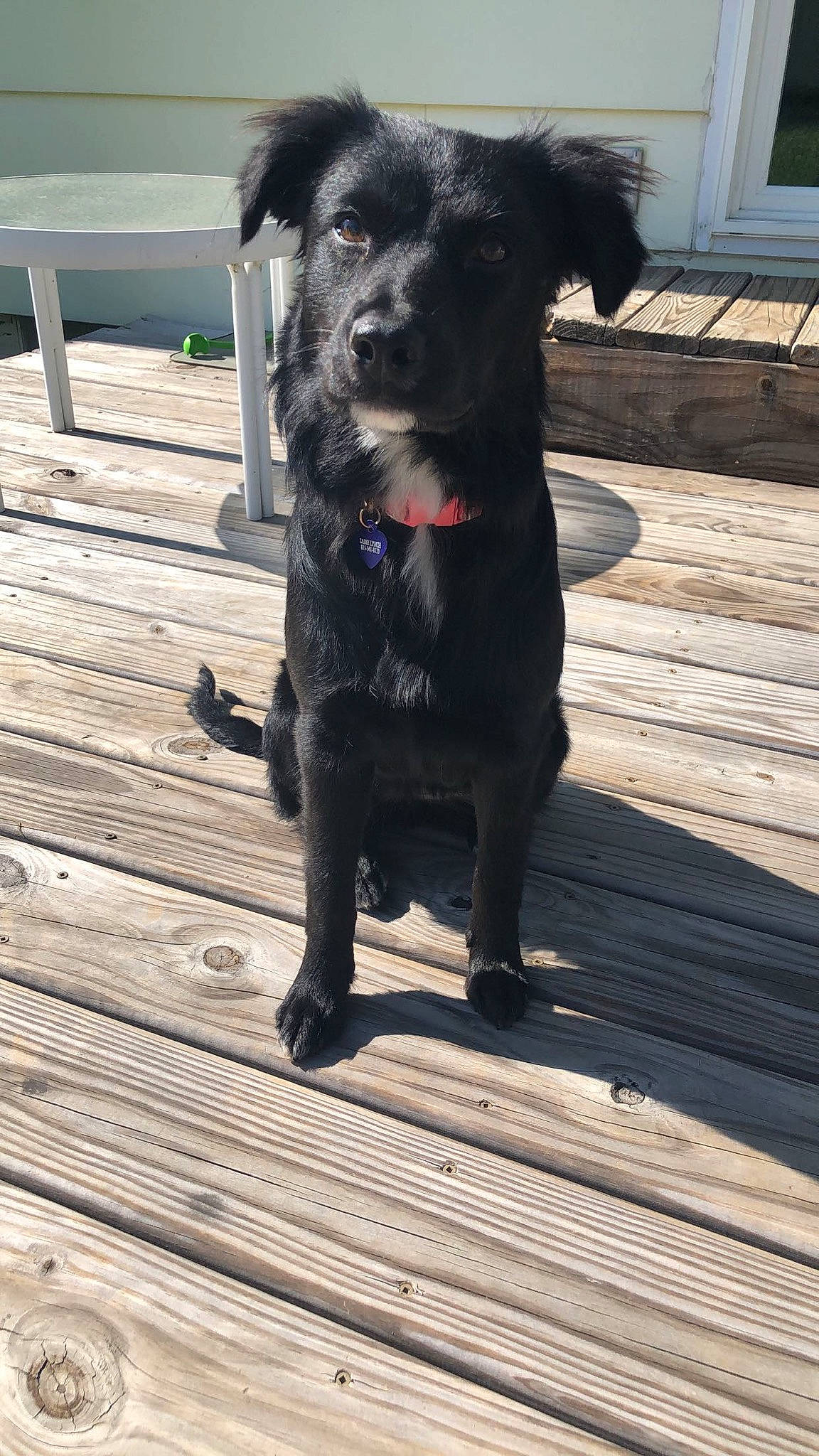 Sadie joined the competition — help win amazing prizes! borador, canidae, carnivore, companion_dog, dog, dog_breed, flat_coated_retriever, labrador_retriever, mammal, patterdale_terrier, rare_breed_dog, retriever, snout, sporting_group