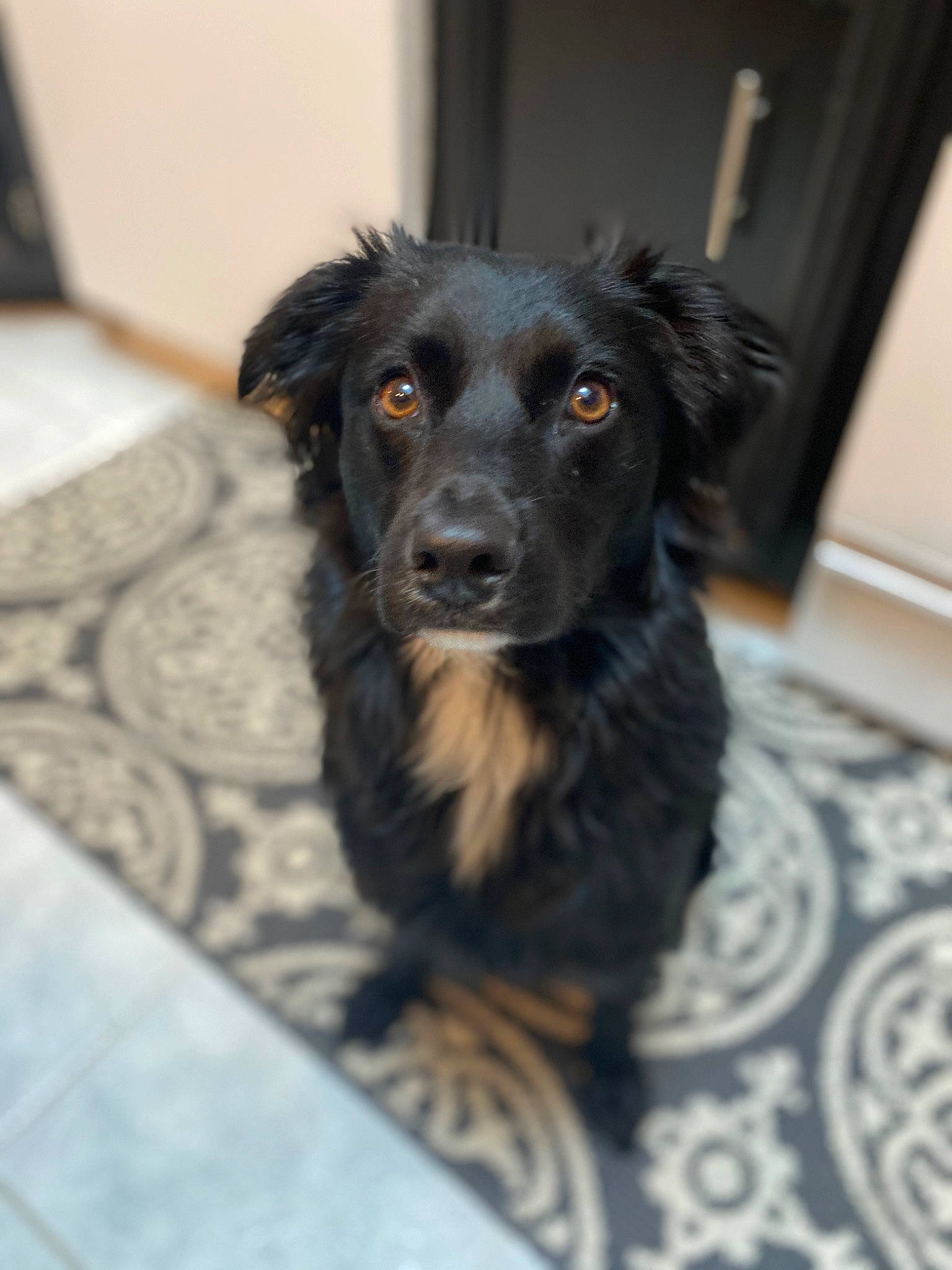 Sadie is registered to the contest to win money with this photo: borador, border_collie, canidae, carnivore, companion_dog, dog, dog_breed, flat_coated_retriever, fur, mammal, puppy, rare_breed_dog, small_greek_domestic_dog, snout, sporting_group, vertebrate, whiskers