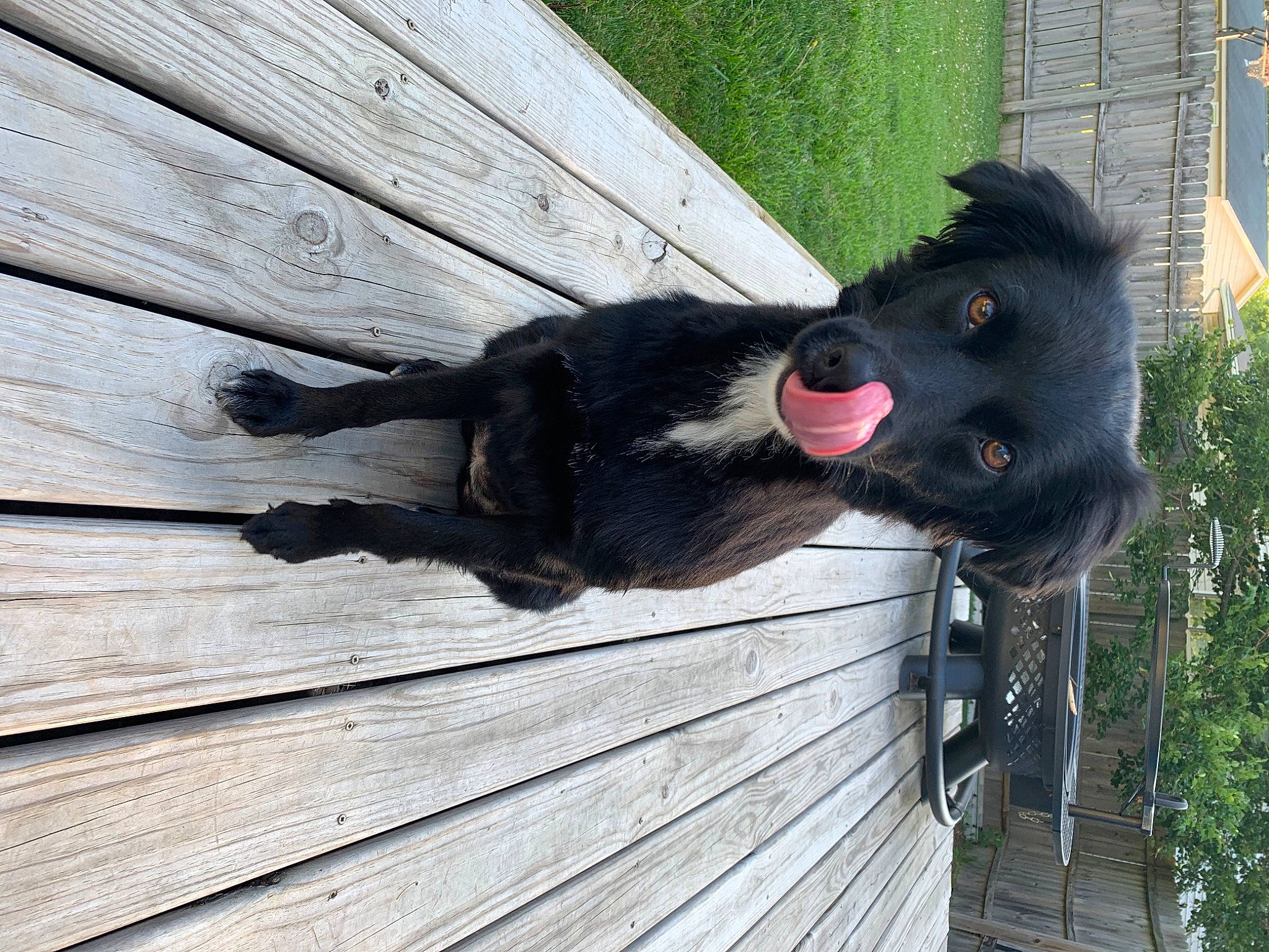 Sadie is registered to the contest to win money with this photo: blue_picardy_spaniel, canidae, carnivore, dog, dog_breed, flat_coated_retriever, russian_spaniel, sporting_group