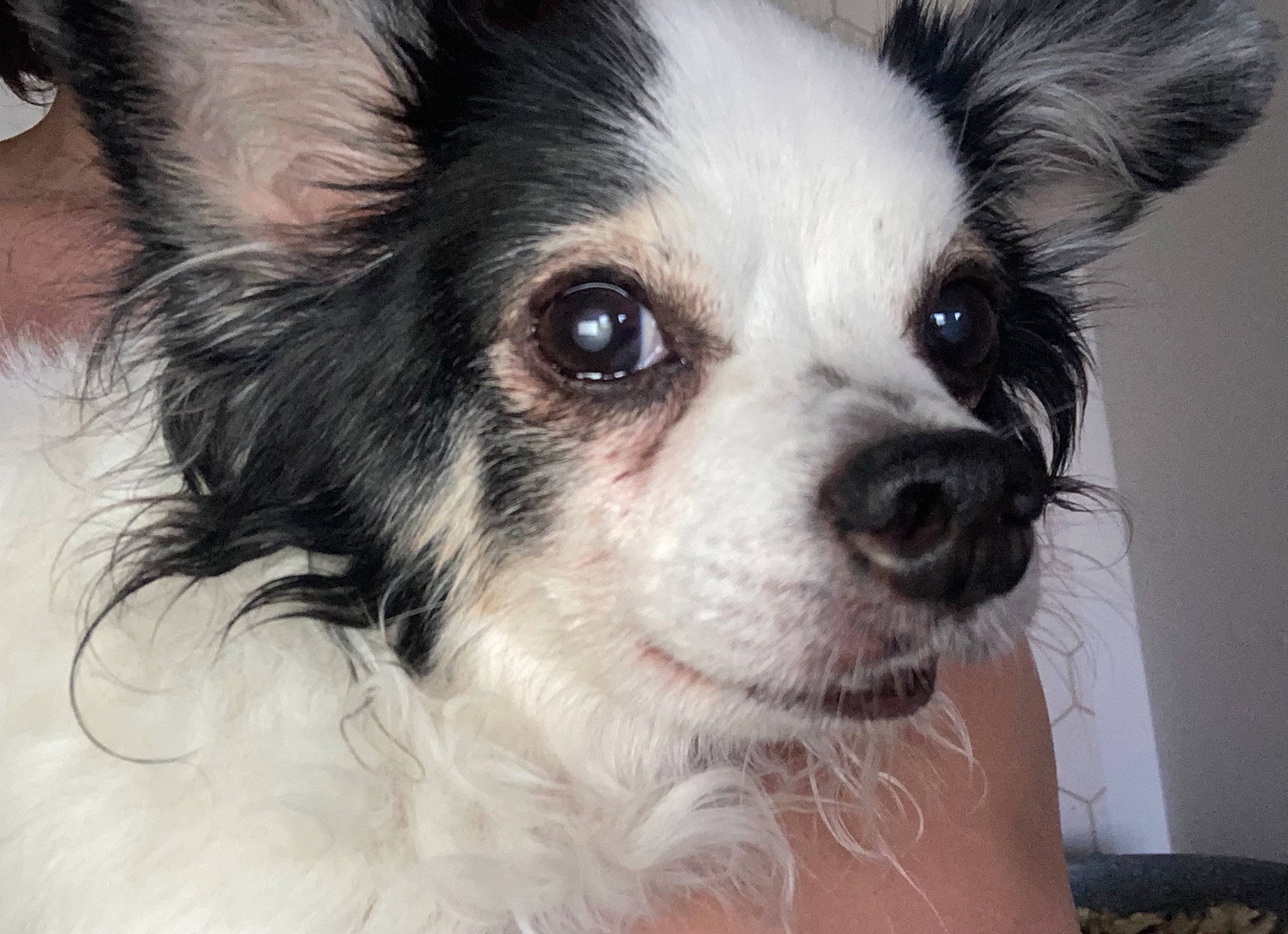 Réglisse a rejoint le concours — aidez-le/la à gagner de superbes lots ! canidae, carnivore, companion_dog, dog, dog_breed, dog_supply, ear, eyelash, fawn, fur, jaw, non_sporting_group, snout, sporting_group, terrestrial_animal, toy_dog, whiskers, working_animal