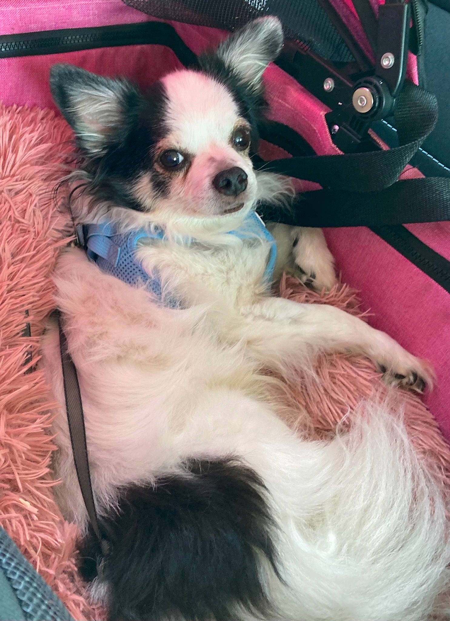 Réglisse participe au concours pour gagner de l'argent avec cette photo : canidae, carnivore, chihuahua, collar, companion_dog, dog, dog_breed, dog_supply, fawn, fur, papillon, pink, russkiy_toy, snout, sporting_group, steering_wheel, texas_heeler, toy_dog, whiskers, working_animal