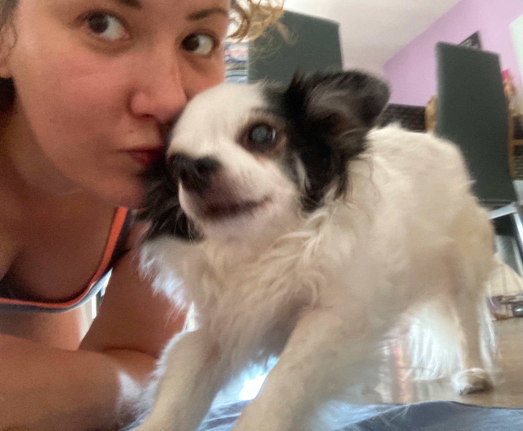 Réglisse participe au concours pour gagner de l'argent avec cette photo : canidae, carnivore, chair, companion_dog, dog, dog_breed, dog_supply, ear, eyelash, fawn, fur, happy, iris, papillon, skin, snout, sporting_group, toy_dog, whiskers, working_animal