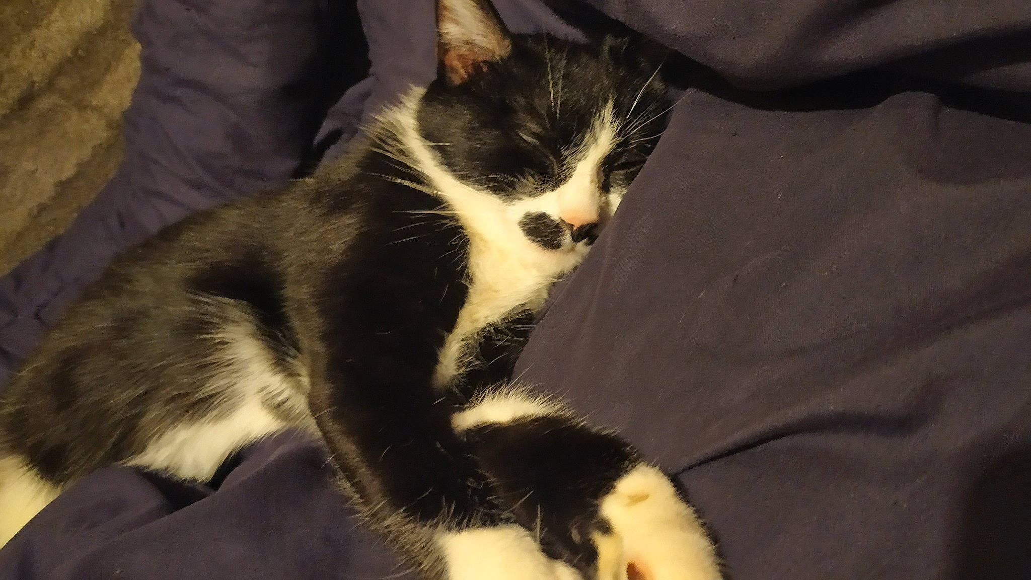 Isis participe au concours pour gagner de l'argent avec cette photo : american_wirehair, carnivore, cat, domestic_short_haired_cat, european_shorthair, felidae, fur, kitten, polydactyl_cat, small_to_medium_sized_cats, snout, tail, whiskers