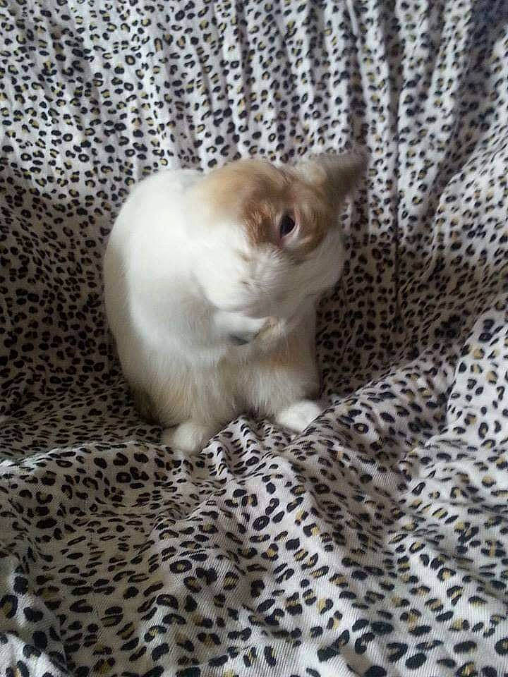 Bambi a rejoint le concours — aidez-le/la à gagner de superbes lots ! carnivore, cat, fawn, felidae, fur, kitten, mammal, ragdoll, scottish_fold, small_to_medium_sized_cats, whiskers