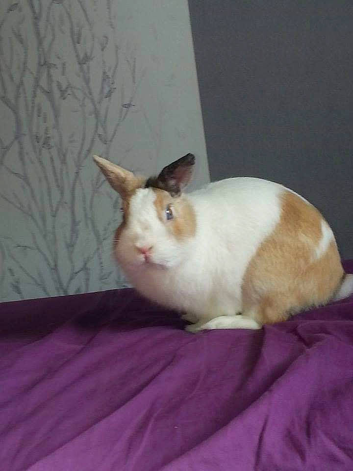 Bambi participe au concours pour gagner de l'argent avec cette photo : domestic_rabbit, ear, fawn, rabbit, rabbits_and_hares, skin, tail, whiskers