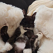 Alaska a rejoint le concours — aidez-le/la à gagner de superbes lots ! animal, black_and_white, blanket, cat, close_up, comfortable, cozy, cute, fluffy, fur, indoor, kitten, napping, paw, pet, resting, sleeping, soft, tuxedo_cat, whiskers