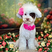 Lilly joined the competition — help win amazing prizes! dog, white_dog, black_patch, flower_accessory, pink_flower, pet, cute, fluffy, portrait, sitting, indoor, soft_rug, decorative_flowers, colorful_background, garden_theme, animal, adorable, well_groomed, studio_photo, pet_portrait