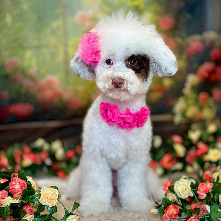 Lilly joined the competition — help win amazing prizes! dog, white_dog, black_patch, flower_accessory, pink_flower, pet, cute, fluffy, portrait, sitting, indoor, soft_rug, decorative_flowers, colorful_background, garden_theme, animal, adorable, well_groomed, studio_photo, pet_portrait
