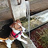 Aston participe au concours pour gagner de l'argent avec cette photo : dog, puppy, brown_and_white, short_hair, harness, leash, fountain, running_water, outdoors, stone, brick, wall, pavement, wet_surface, water, drainage, sitting, looking_sideways, pet, animal