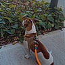 Aston a rejoint le concours — aidez-le/la à gagner de superbes lots ! dog, brown_and_white, sitting, leash, harness, sidewalk, outdoor, garden, plants, leaves, park, pathway, pavement, urban, daylight, portrait, back_view, pet, animal, orange_leash