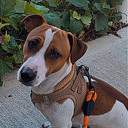 Aston a rejoint le concours — aidez-le/la à gagner de superbes lots ! dog, brown_and_white, sitting, pet, portrait, outdoor, patio, concrete, plants, foliage, leash, harness, orange_leash, short_hair, floppy_ears, white_chest, brown_fur, looking_at_camera, animal, companion