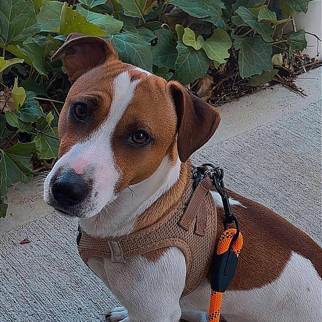 Aston a rejoint le concours — aidez-le/la à gagner de superbes lots ! dog, brown_and_white, sitting, pet, portrait, outdoor, patio, concrete, plants, foliage, leash, harness, orange_leash, short_hair, floppy_ears, white_chest, brown_fur, looking_at_camera, animal, companion