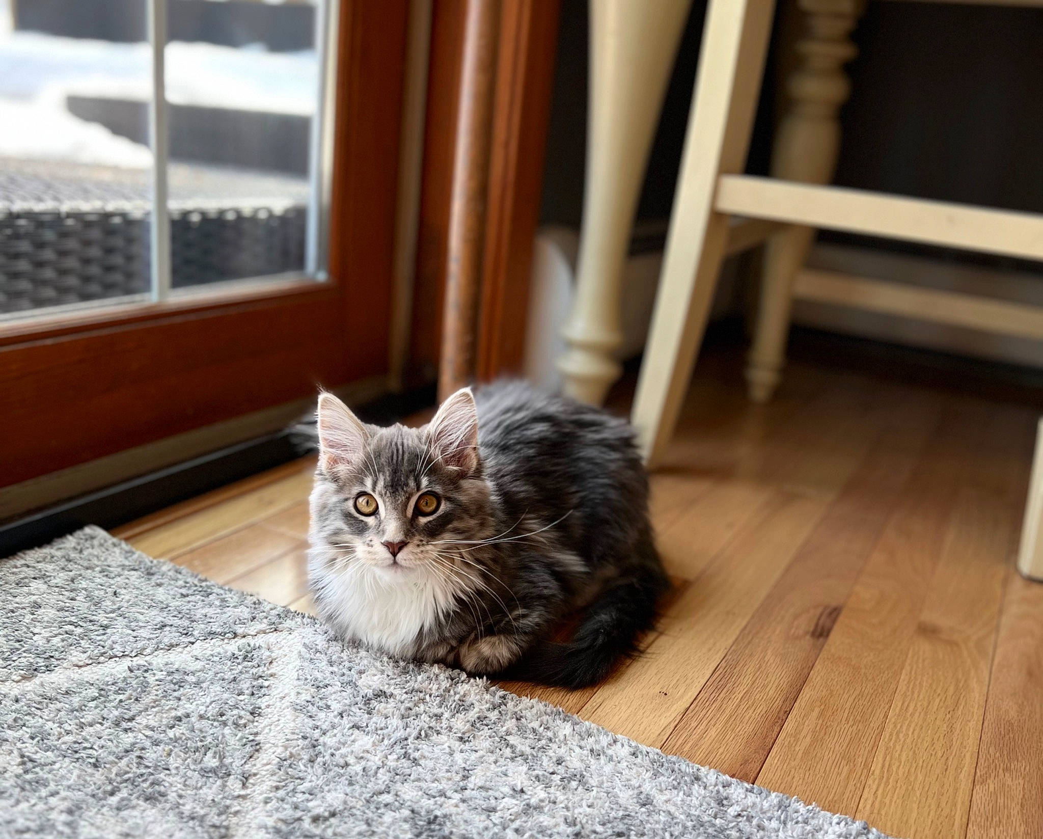 Gunther is registered to the contest to win money with this photo: carnivore, cat, comfort, domestic_short_haired_cat, felidae, floor, flooring, fur, grey, hardwood, laminate_flooring, plank, room, small_to_medium_sized_cats, tail, whiskers, window, wood, wood_flooring, wood_stain