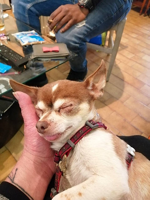 Gino a rejoint le concours — aidez-le/la à gagner de superbes lots ! canidae, carnivore, chihuahua, companion_dog, corgi_chihuahua, dog, dog_breed, ear, fawn, non_sporting_group, puppy, puppy_love, rare_breed_dog, snout, sporting_group, toy_dog