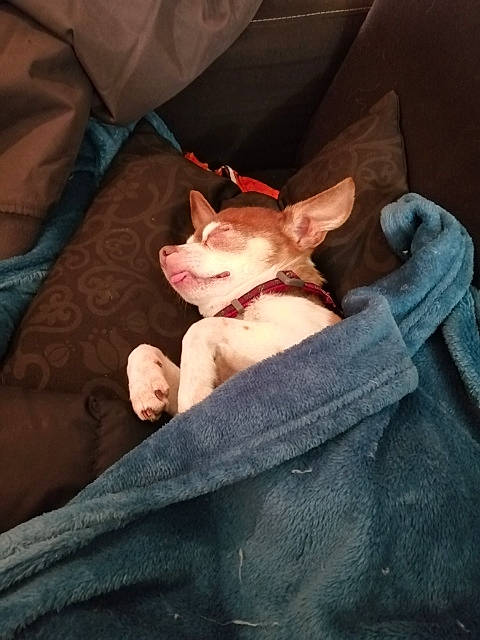 Gino participe au concours pour gagner de l'argent avec cette photo : canidae, carnivore, cat, companion_dog, cornish_rex, dog_breed, donskoy, ear, fawn, felidae, french_bulldog, nap, non_sporting_group, peterbald, small_to_medium_sized_cats, sphynx, whiskers