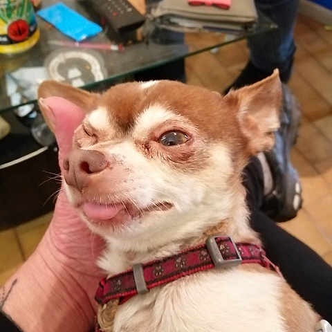 Gino